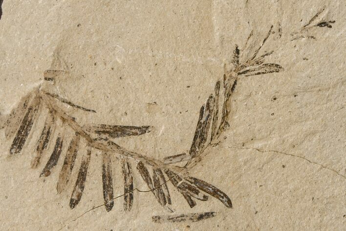 Dawn Redwood (Metasequoia) Fossil - Montana #165163